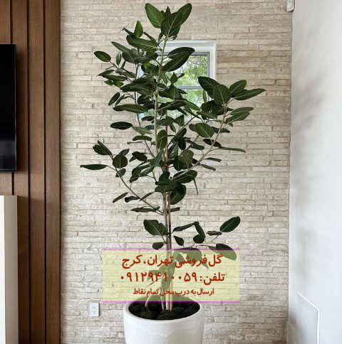 طراحی فضای کاری با فیکوس هندی