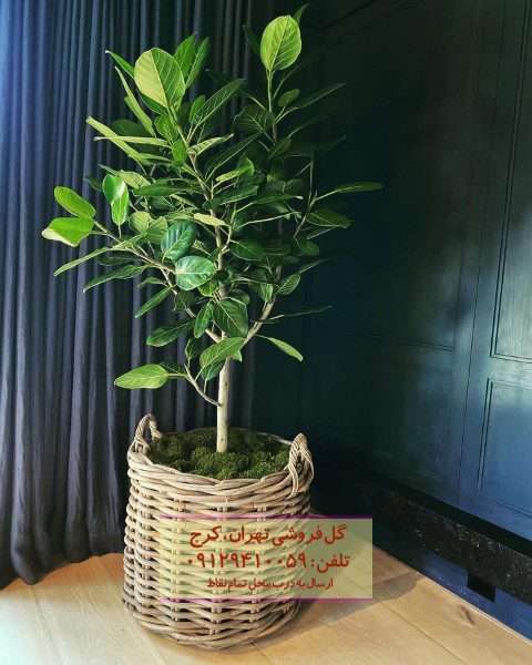 فیکوس هندی برای فضای سبز در محیط‌های عمومی