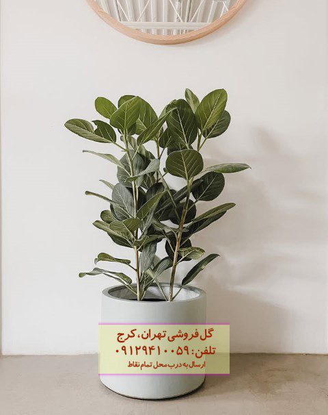 طراحی مطب با فیکوس هندی