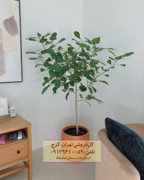 استفاده از فیکوس هندی برای زیباسازی دکور