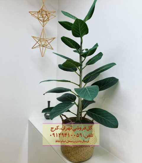 خرید فیکوس هندی برای طراحی باغچه