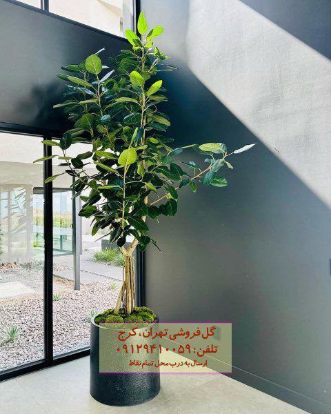 فیکوس هندی برای تزئین فضای تراس و بالکن