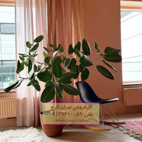 فیکوس هندی مناسب برای فضاهای کوچک خانه