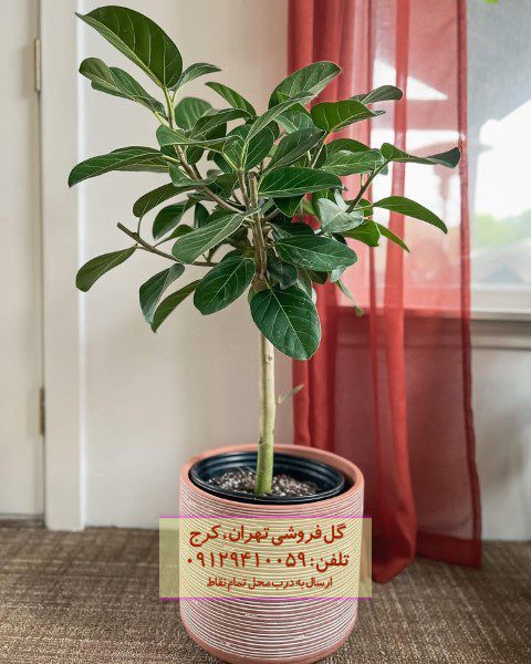 طراحی محیط اداری با فیکوس هندی